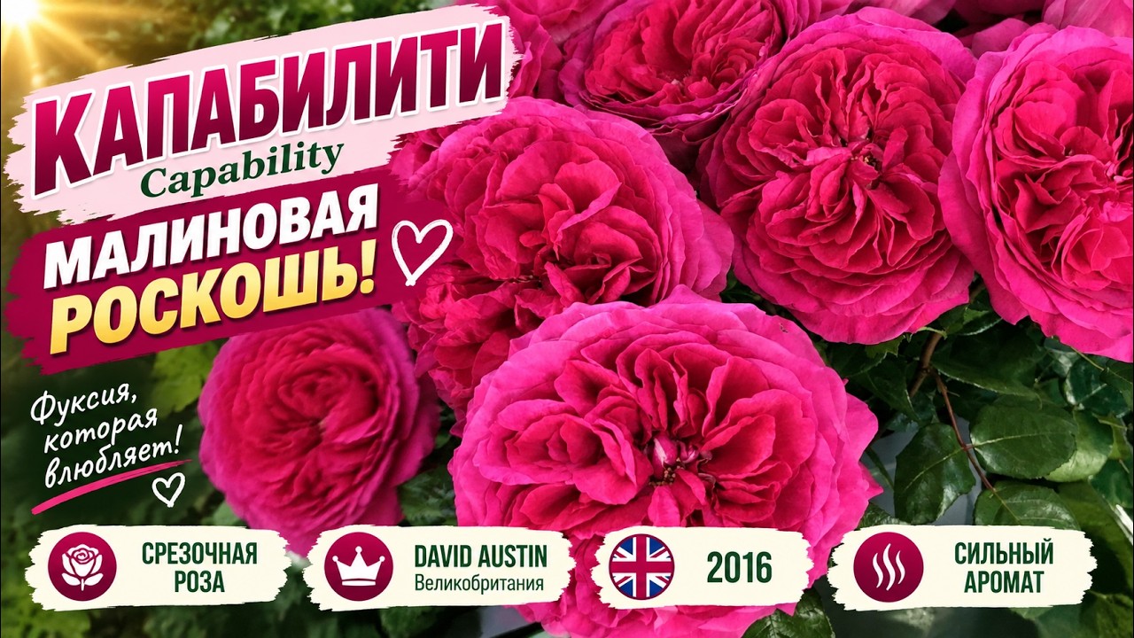 Обзор и описание розы  Капабилити - Capability (David C. H. Austin Великобритания, 2016)