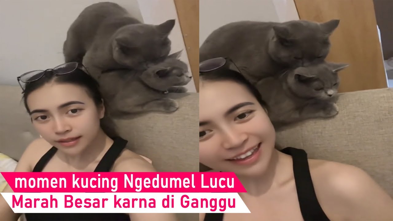 1000% LUCU Banget! Menolak di Bohongi kucing Marah Besar sampai Ngedumel/kompilasi kucing lucu