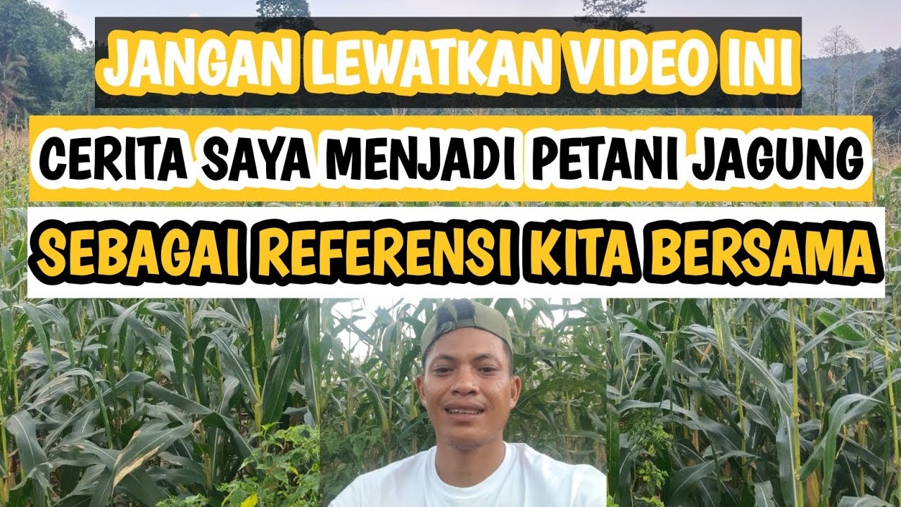 🔴CERITA PANJANG MENJADI PETANI JAGUNG #jagung #prodcast #cerita #petani 