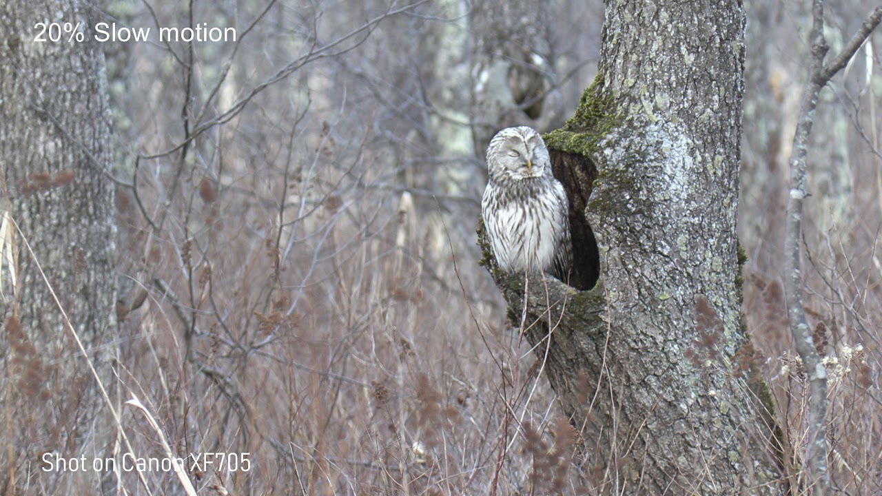 Canon XF705 - First Shot 4K60P　Ural Owl