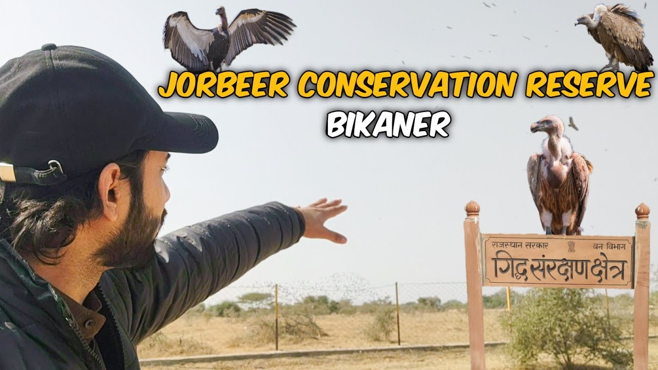 Jorbeer Conservation Reserve: The Last Sanctuary for India's Endangered Vultures 🏜️ Bikaner
