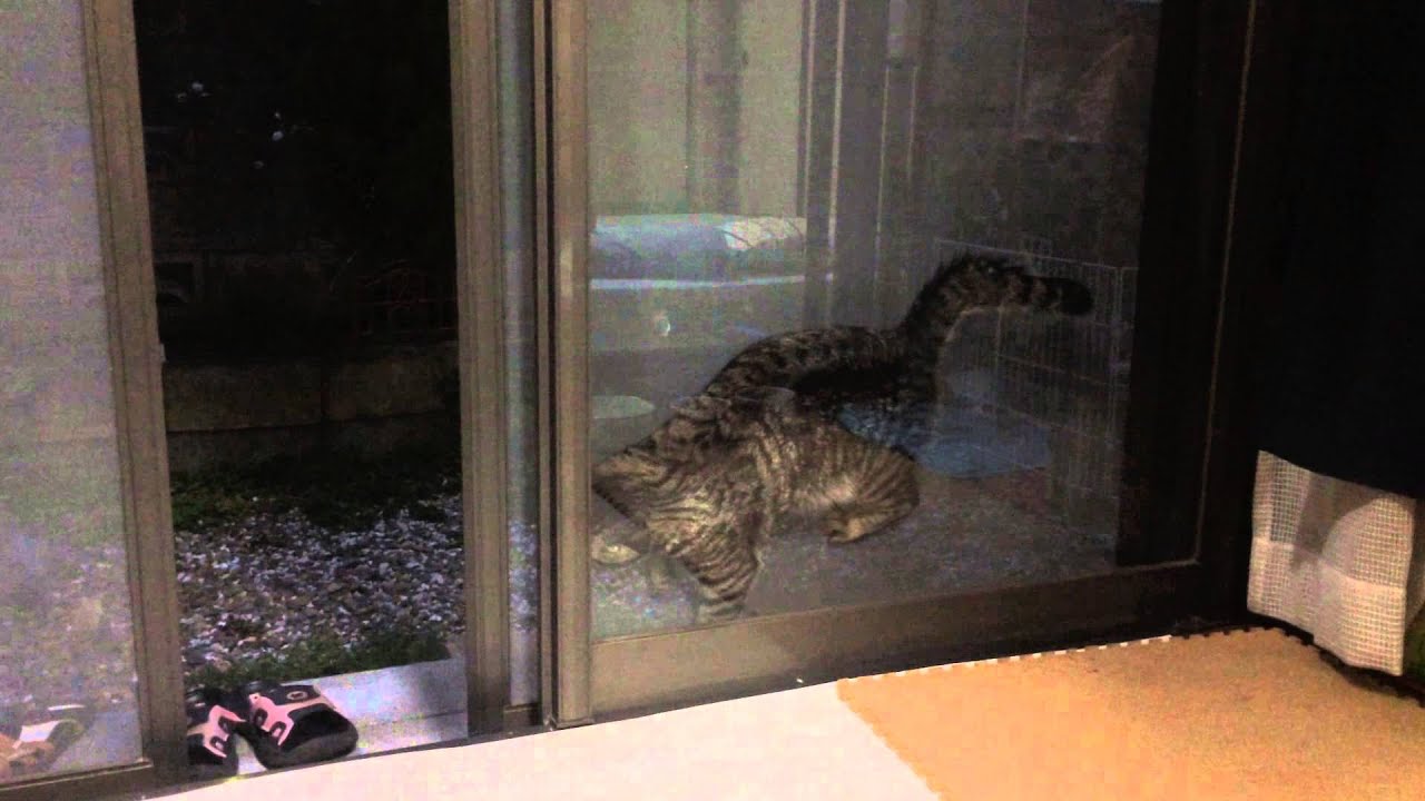 脱走しようとして　網戸にはさまった猫　バカだけどかわいすぎる #funnycats