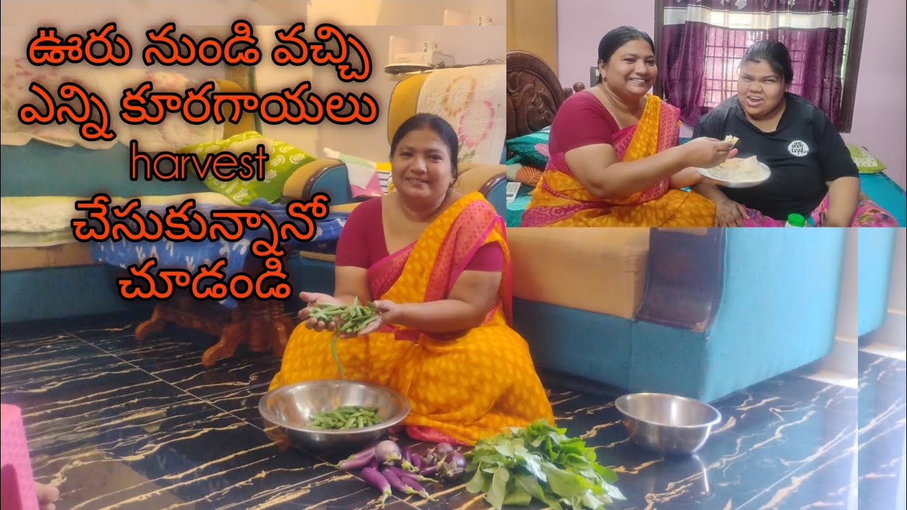 ఊరు నుండి వచ్చి ఎన్ని కూరగాయలు HARVEST చేసుకున్నానో చూడండి...