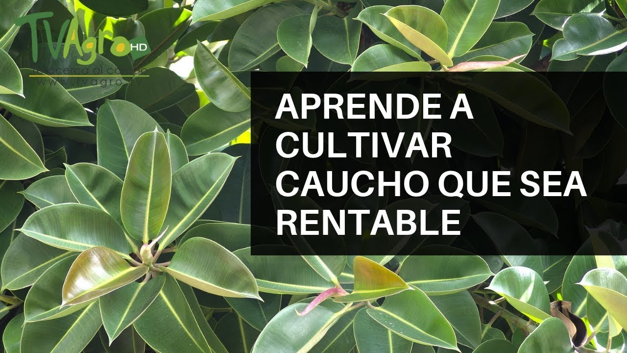 APRENDE a cultivar CAUCHO que sea RENTABLE - TvAgro por Juan Gonzalo Angel