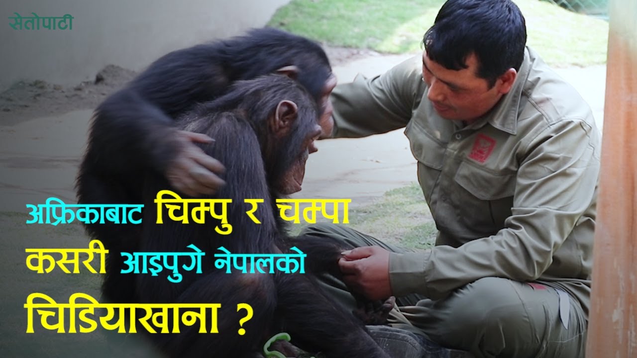 अफ्रिकाबाट नेपाल आइपुगेका चिम्पु र चम्पा | Chimpu | Champa | Central Zoo