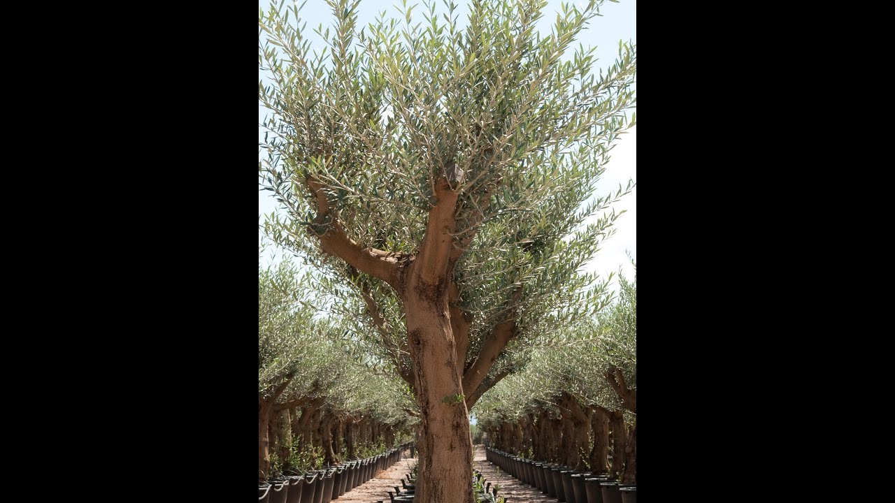 The Benefits of Hydroxytyrosol