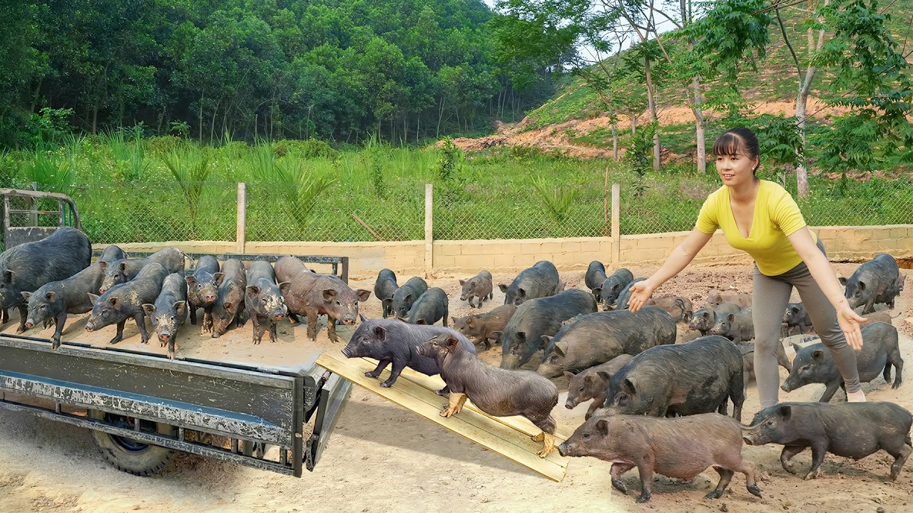 Selling A Herd Of 20 Piglets, Use 3-wheeled Truck Transporting Pigs To Market - Farm Life