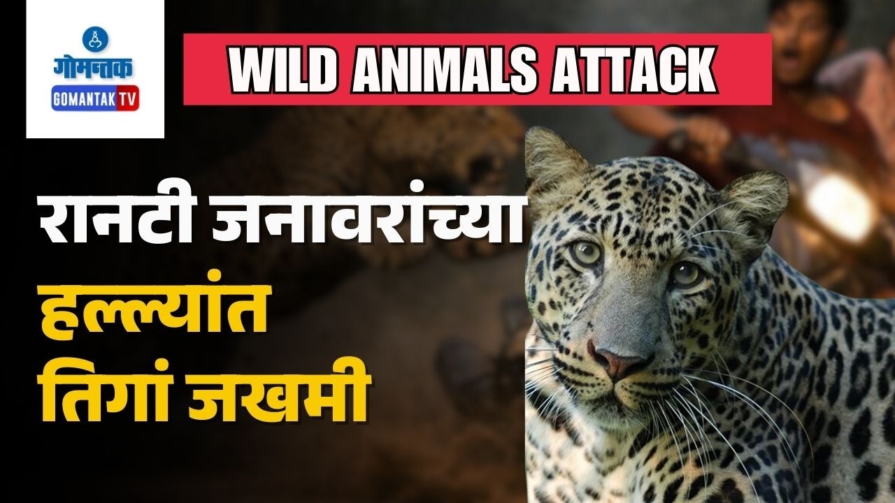 Wild Animals Attack - Leopard scare on main road in Vijaynagar - Karapur | Gomantak TV