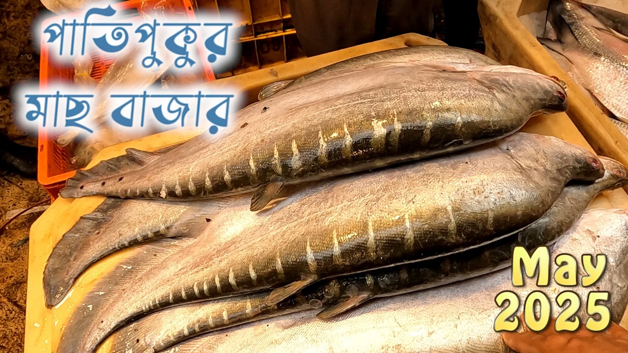 পাটিপুকুর মাছ বাজার মে ২০২৫ | Kolkata fish price markets || Patipukur Dam Dam |