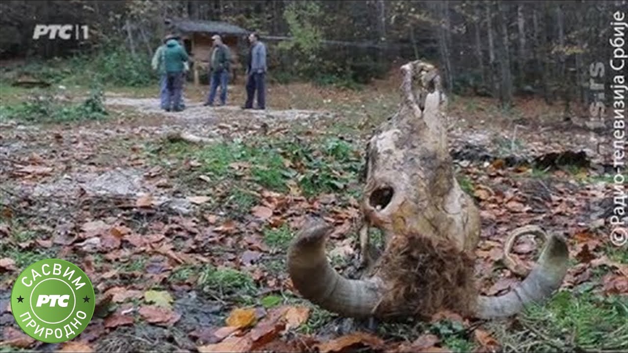 Sasvim prirodno: Prvi komšija medved, drugi deo (Jovan Memedović)