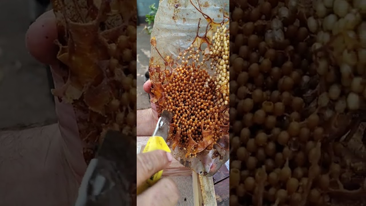 Transferência da abelha marmelada ..