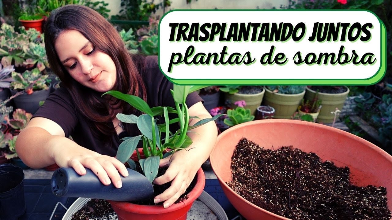 TRASPLANTANDO JUNTOS plantas de SEMISOMBRA #JARDINEANDOJUNTOS