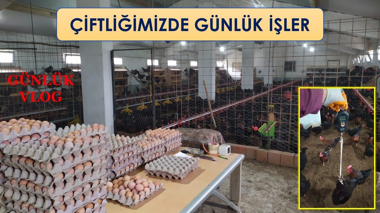 KÜMESİMİZDE GÜNLÜK İŞLER - ÇİFTLİK GÜNLÜĞÜ 6.VLOG