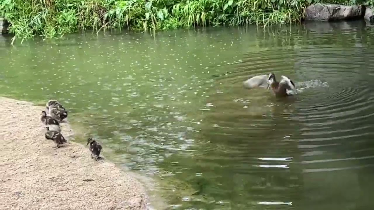 비 오는 날의 외출, 엄마 따라 물질하고 단장하는 아기 오리들 🦆🌧️
