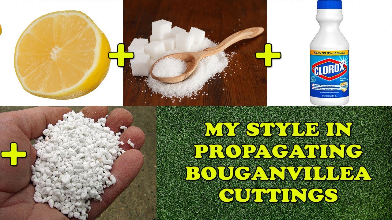 HOW TO GROW BOUGAINVILLEA CUTTINGS