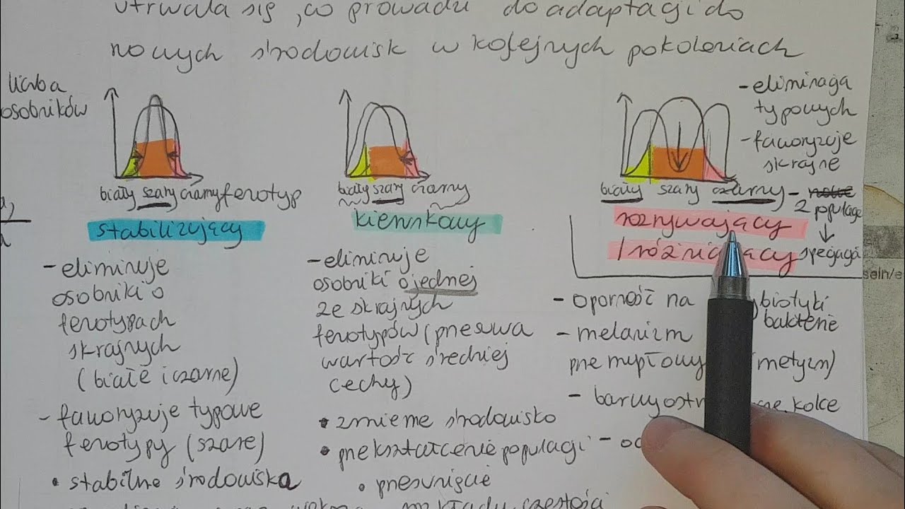 DOBÓR NATURALNY -stabilizujący,kierunkowy, rozrywający