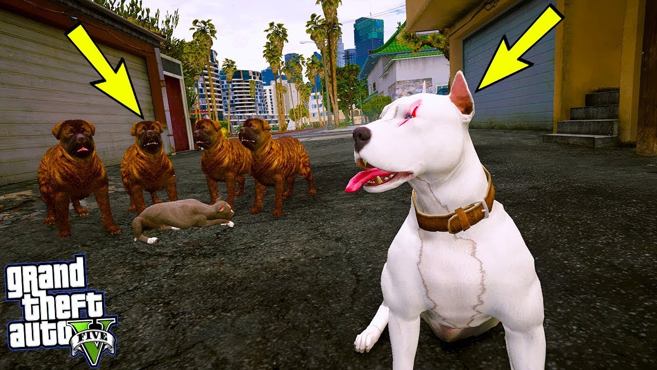 BABA PİTBULL YAVRUSUNU SOKAK KÖPEKLERİNDEN KURTARIYOR!(FENA BOĞUŞTU) -  GTA 5
