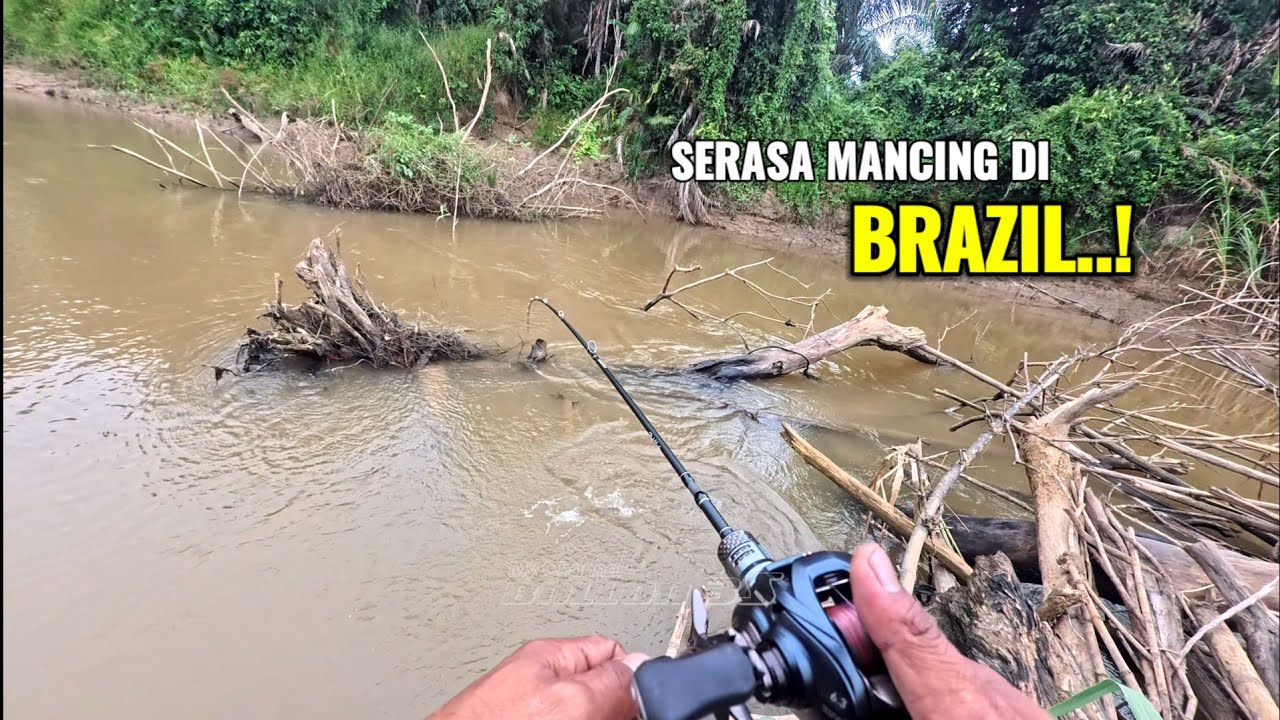 Spot ini serasa Mancing di negara BRAZIL..! Ganas nya ikan predator ompong yang sangat kelaparan.
