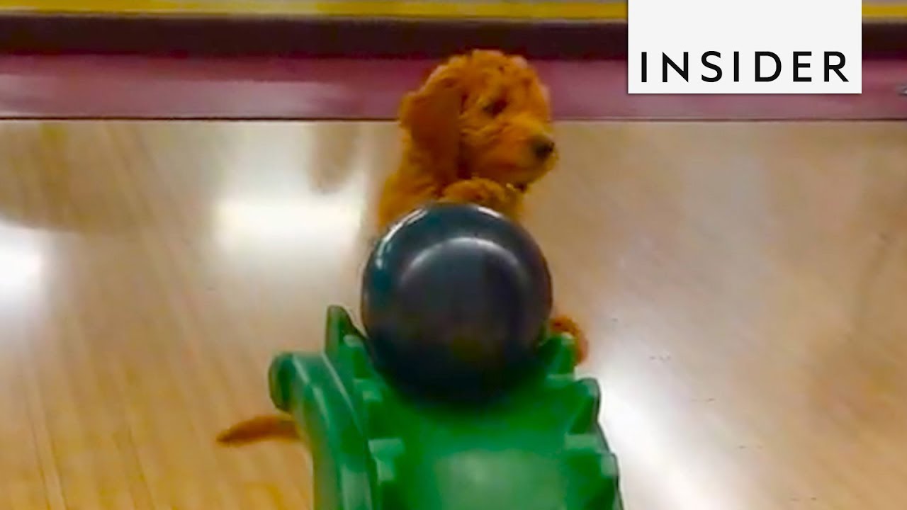 Dog Loves To Go Bowling