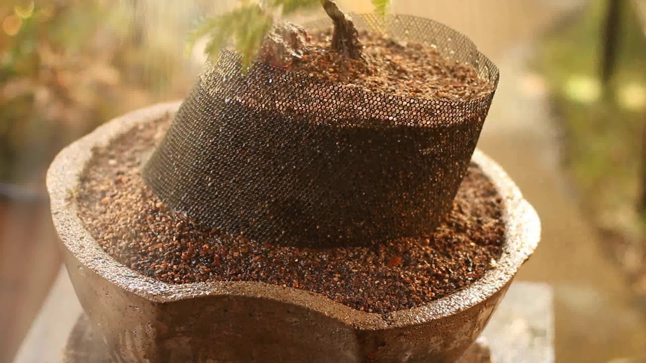 Jason - Sekijoju (Tamarindus indica) vídeo 1