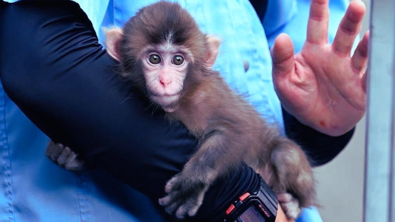 The Baby Monkey Who Refused to Say Goodbye - Punch’s Heartbreaking Choice