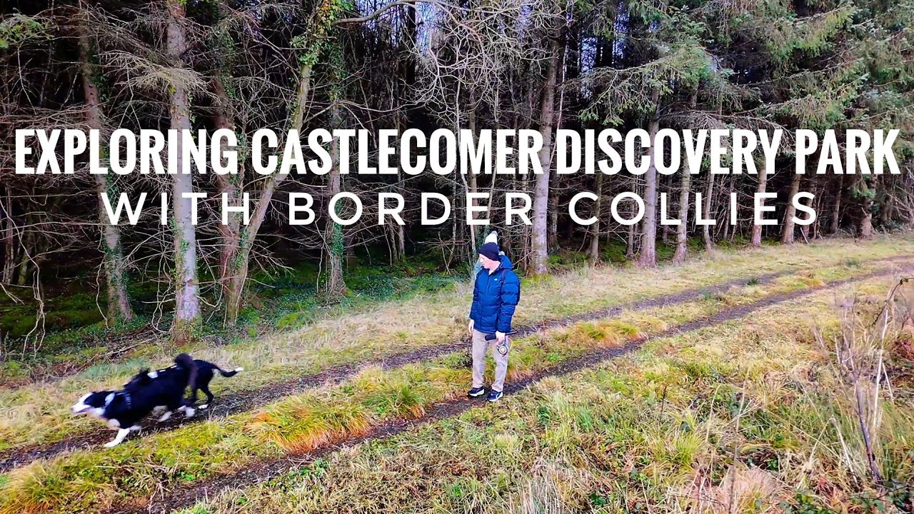 Exploring Castlecomer Discovery Park with Border collie dogs