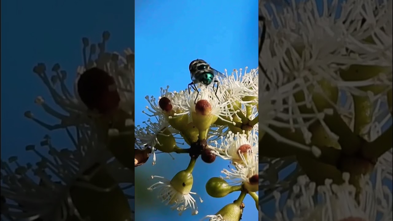 Perfect Landing! #nature #outbackaustralia #insects