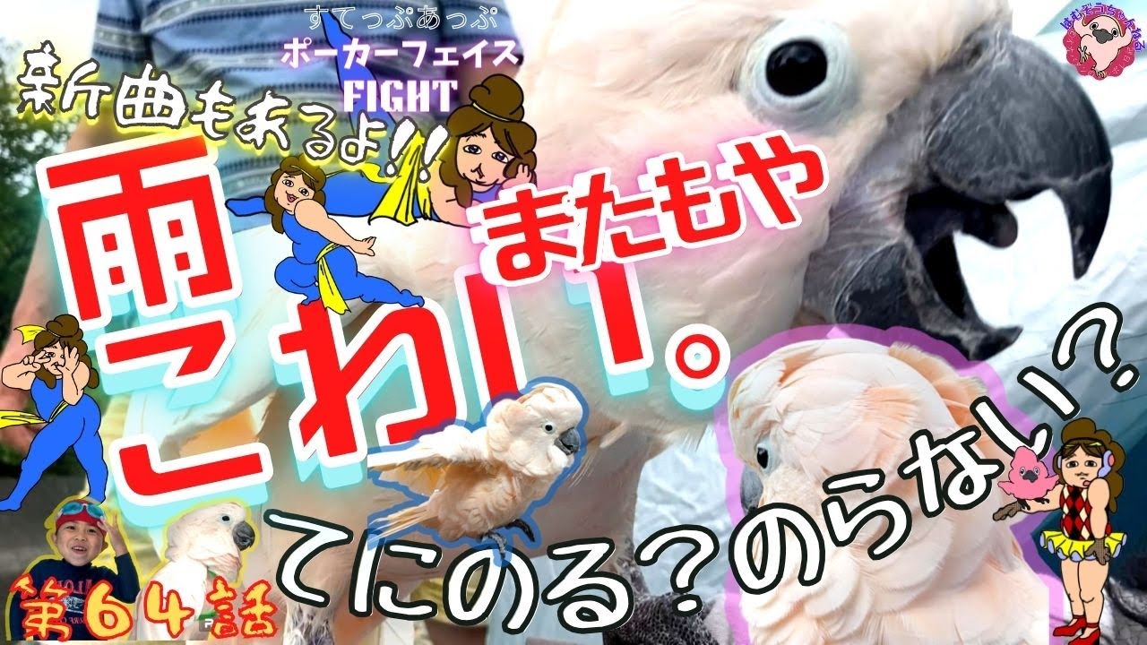 【手に乗る乗らない】八王子で川遊びするも大雨がっ！羽夢蔵ファミリー大ピンチ！そして羽夢蔵はなぜか手に乗らない気まぐれな鳥！新曲◆#６４◆羽夢蔵◆はむぞうちゃんねる◆Moluccan Cockatoo◆