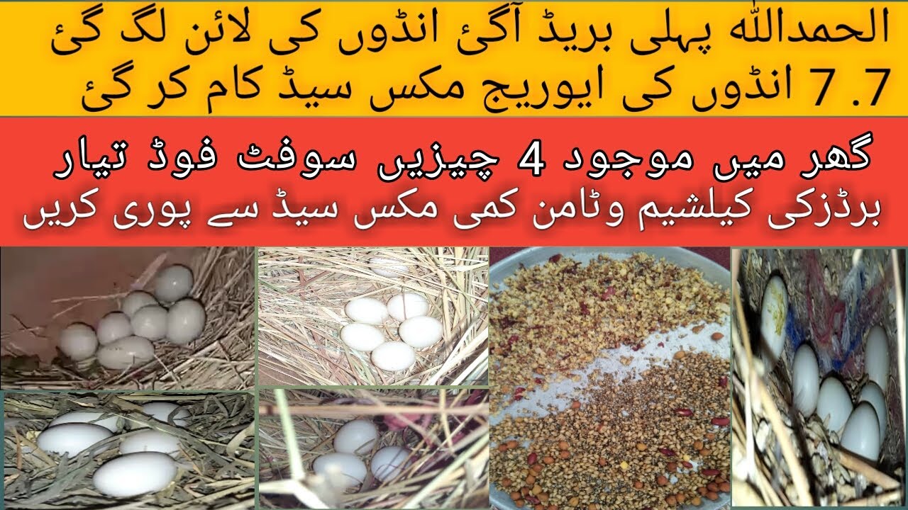 java first breeding progress | java breeding progress | java first egg laying progress