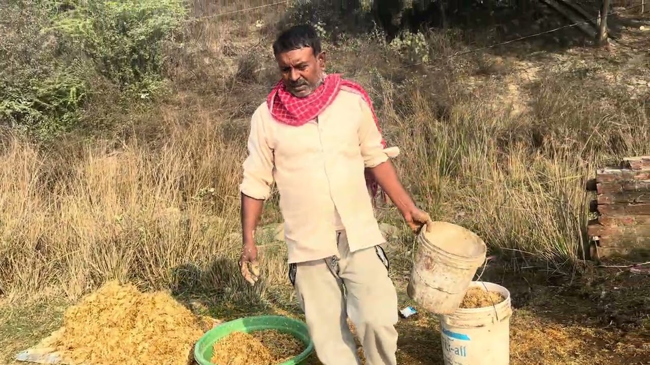Morning gau sewa 