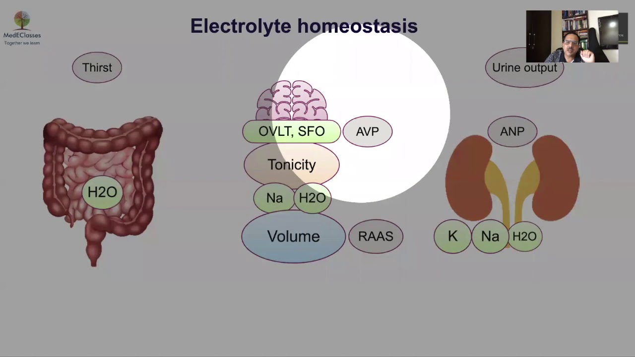 MedEClasses Webinar Endocrine Dyselectrolytemia