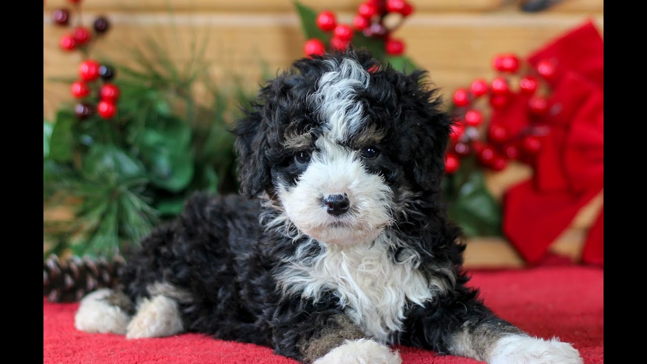Mini Bernedoodle Puppies for Sale