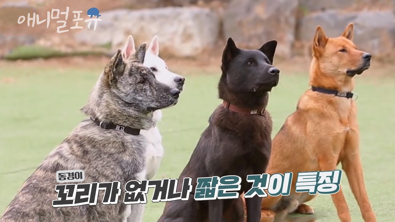 ※진돗개 아님※ 강형욱과 알아보는 천연기념물 토종견 꼬리없는 개 동경이🐶 | KBS 개는 훌륭하다 200330 방송