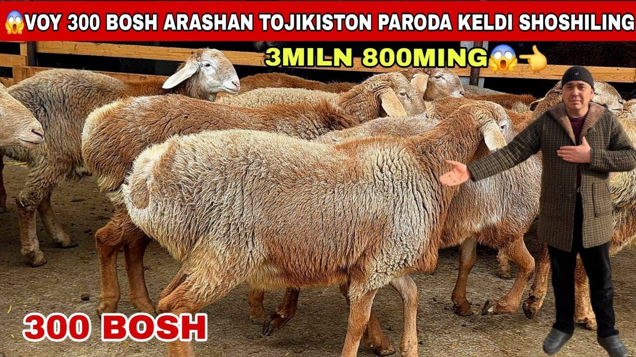 😱300 Bosh Arashan Keldi 3Miln 800 Mingdan xa Bor Voy dodd Xalqimiz Mazza Qilisin 500Ming 400Ming Arz