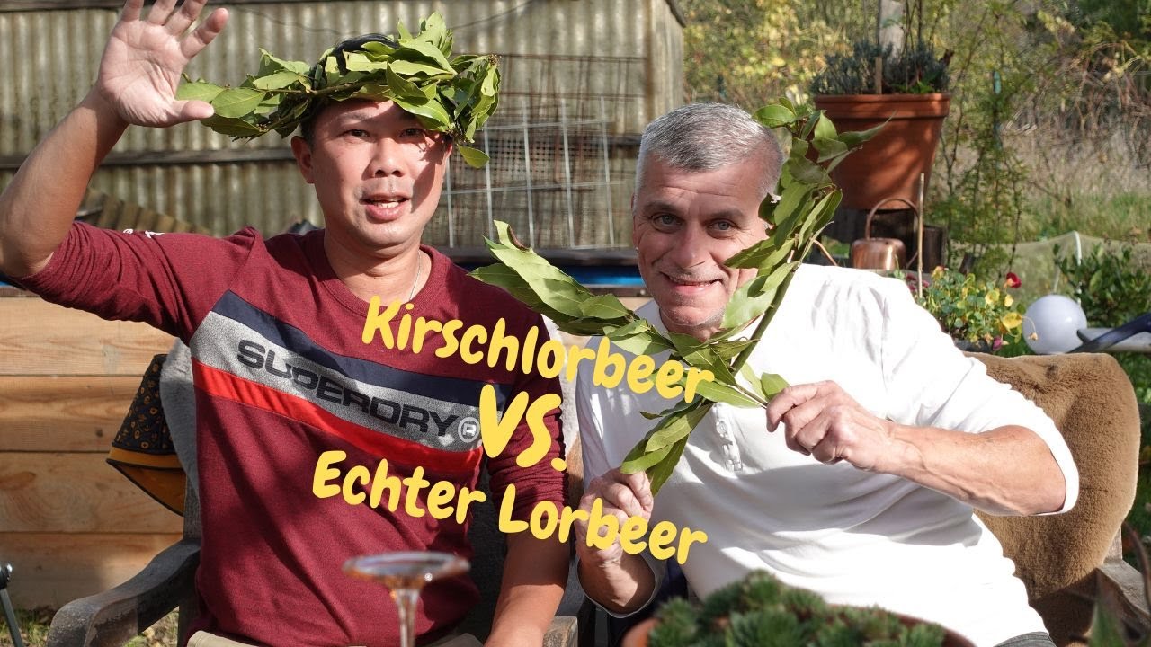 Einfache Unterschiede zwischen Kirschlorbeer und Echtem Lorbeer!