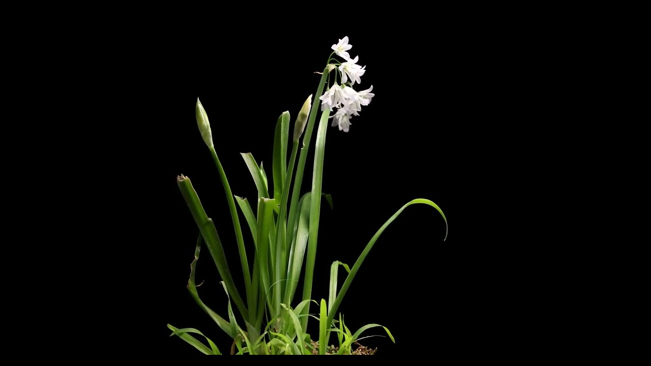 Snow Drop Flowers Blooming