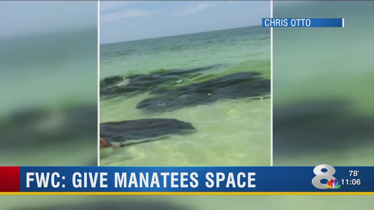 Manatee encounter on Siesta Key tests legal limits