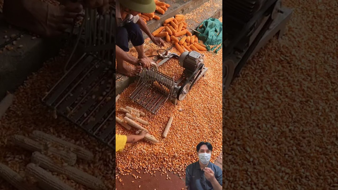 Alat pipil jagung semi otomatis
