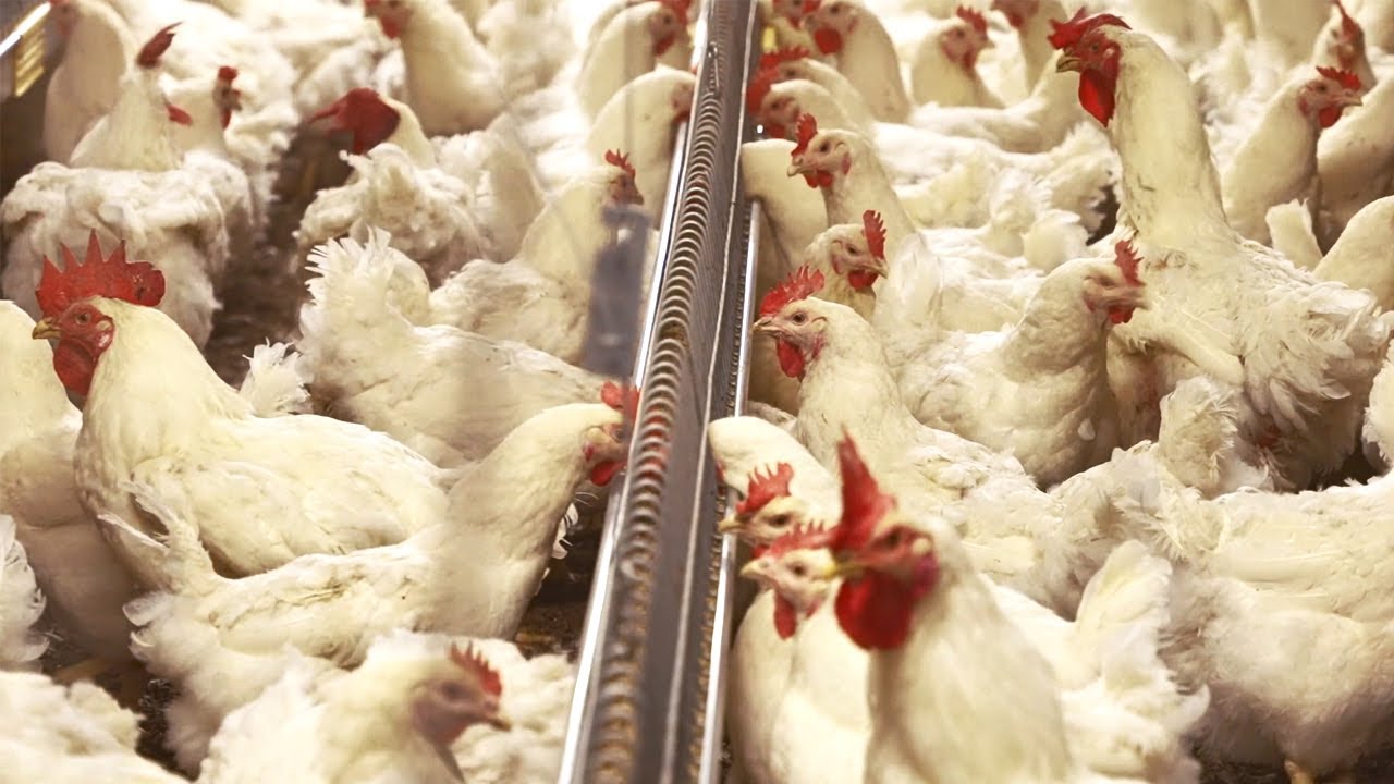 Fortena&trade; chain feeding system for broiler breeders