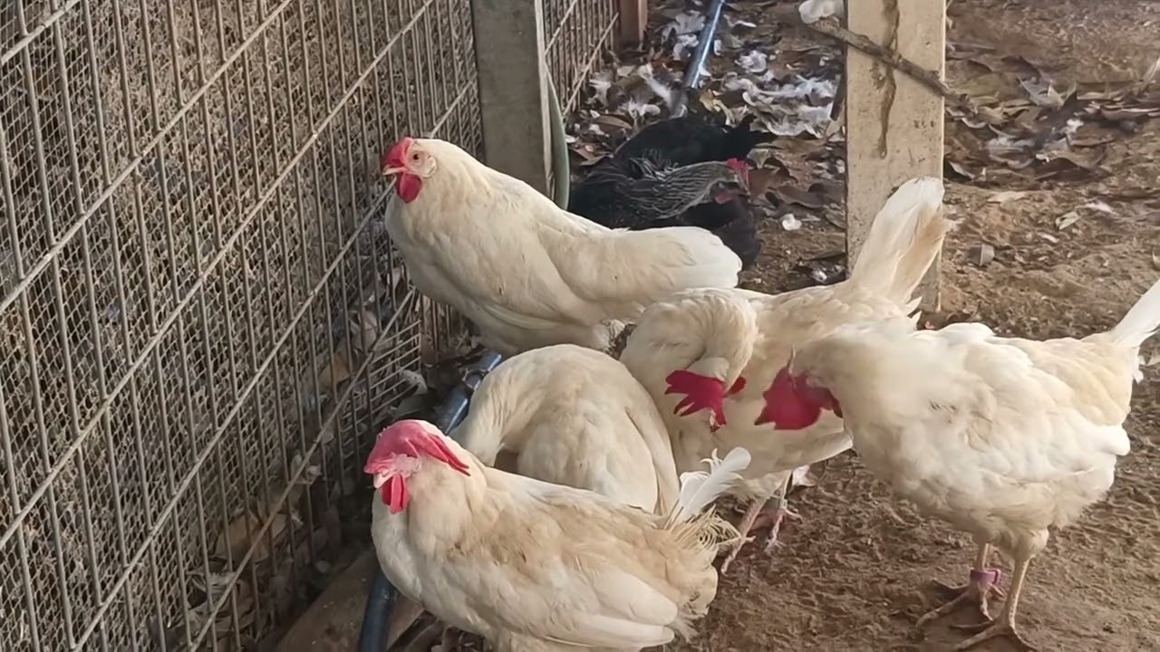 Hen
