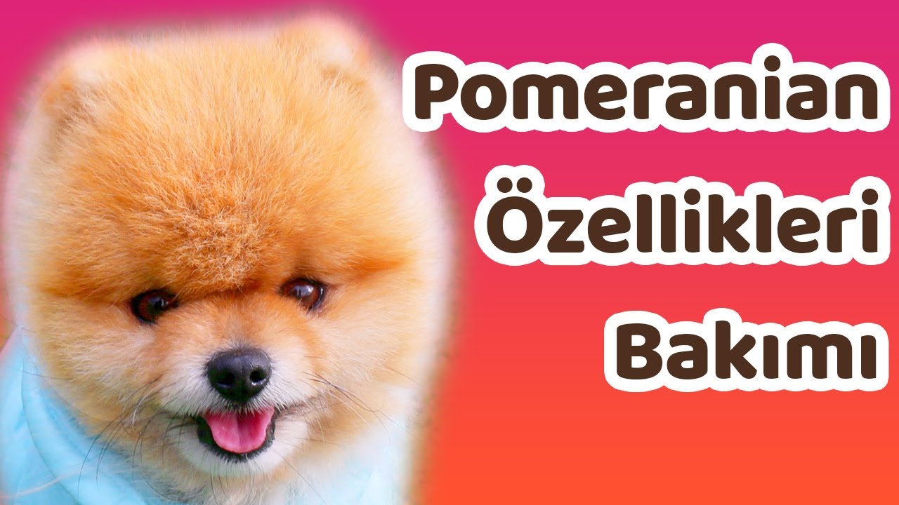 Pomeranian özellikleri, bakımı ve beslenmesi