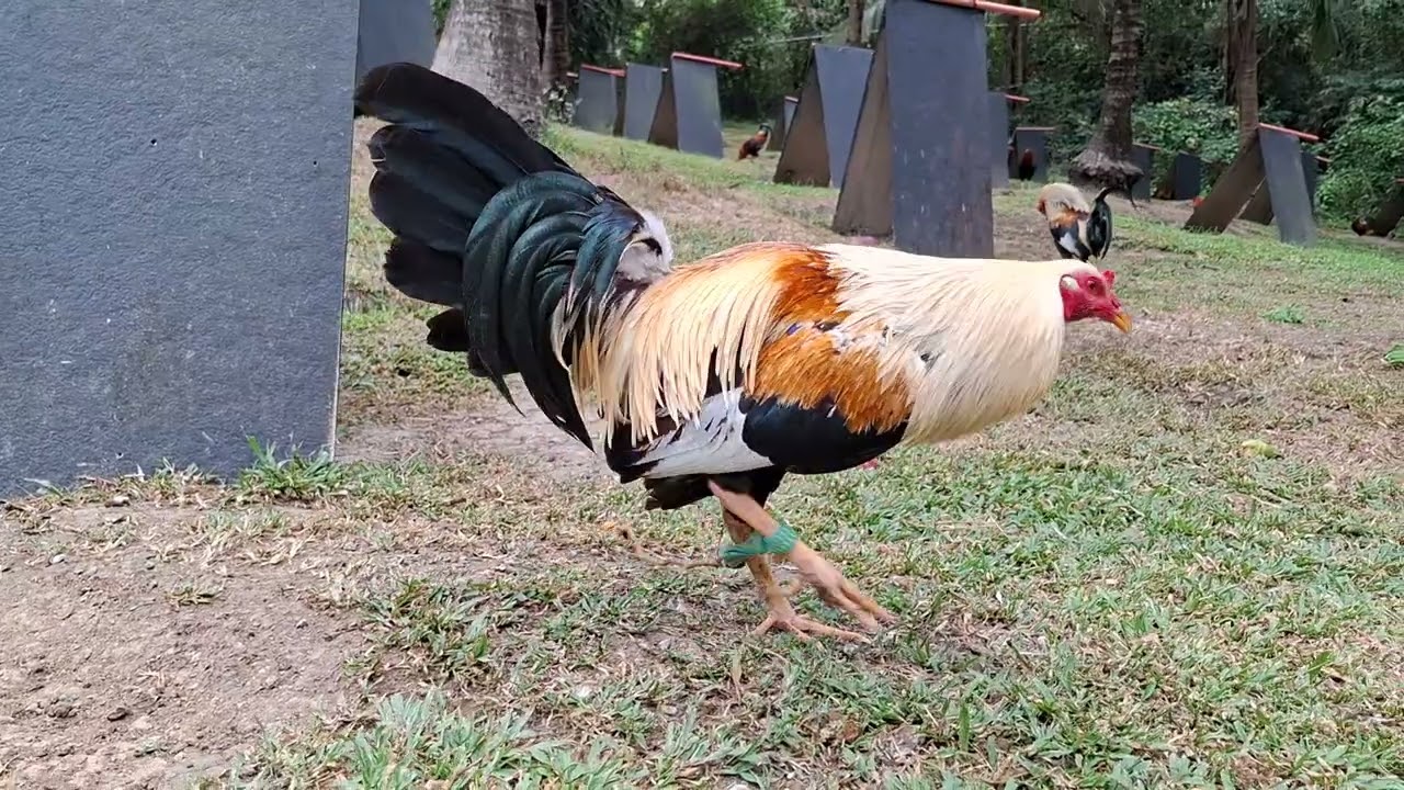 Paul Spark Grey x Gary Gilliam Roundhead | Ebora Brothers GF