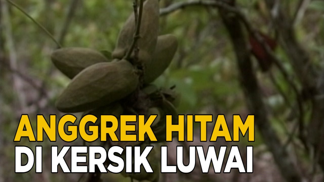 Anggrek hitam ini katanya cuma ada di hutan ini | JELAJAH