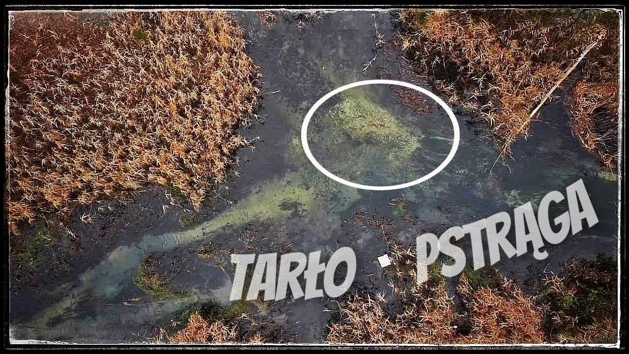 Tarło Pstrąga Potokowego 2024 #69