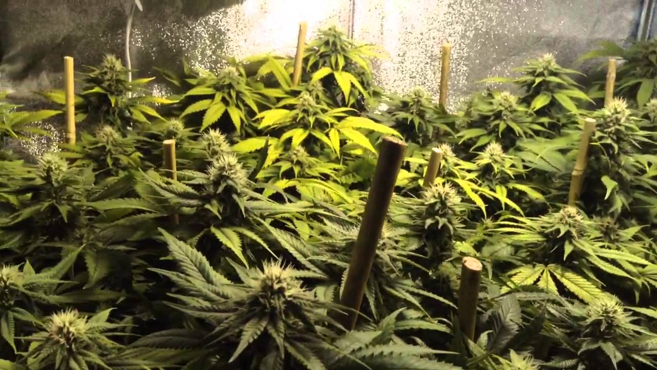 Best 600 HPS- Genesis 600 watt- Week 4 Flowering 660 watts, Better Than Hortilux Sea Of Green