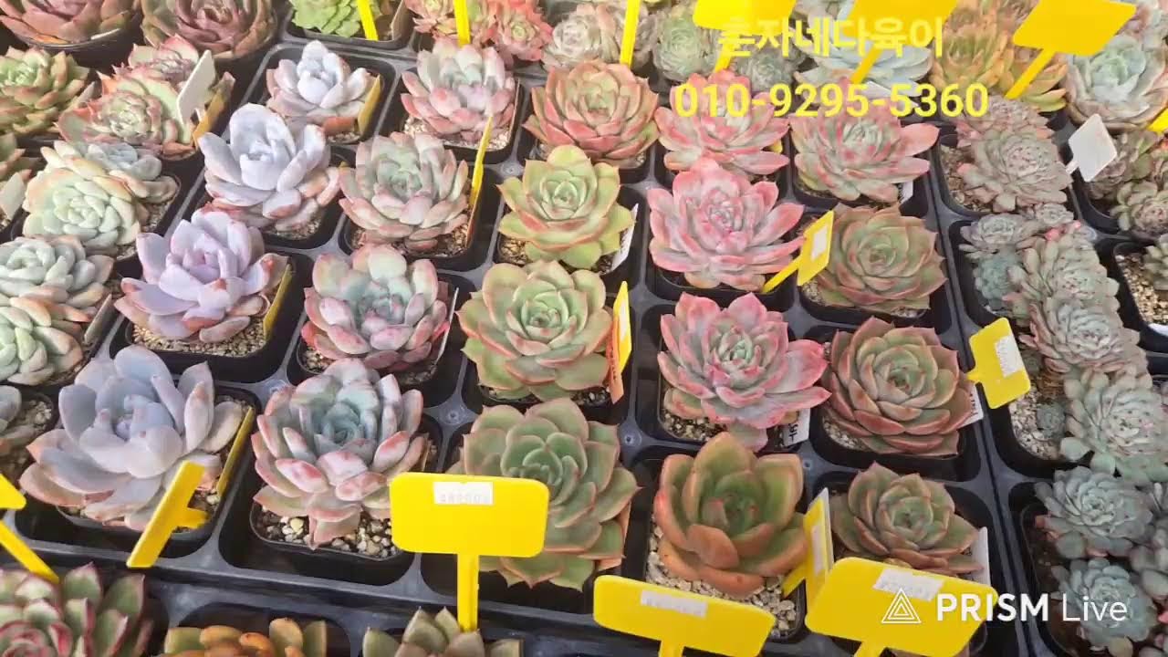 춘자네다육이 라이브