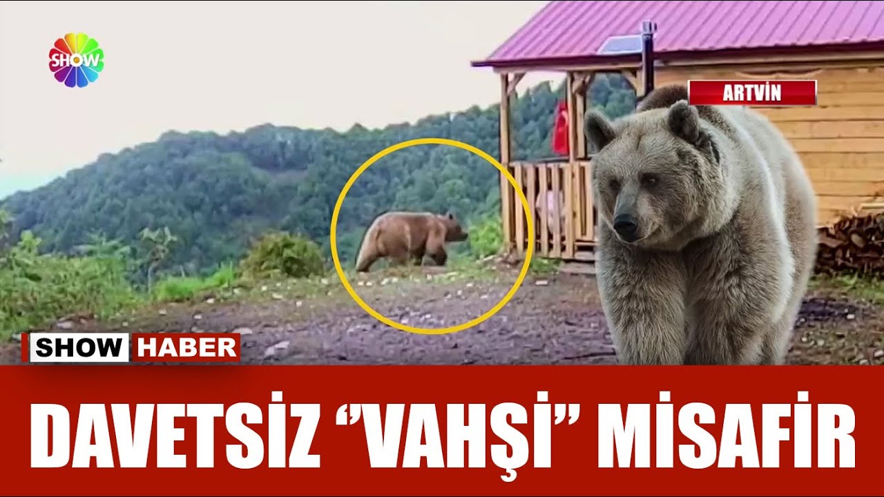 Hırsız sandı, ayı çıktı!