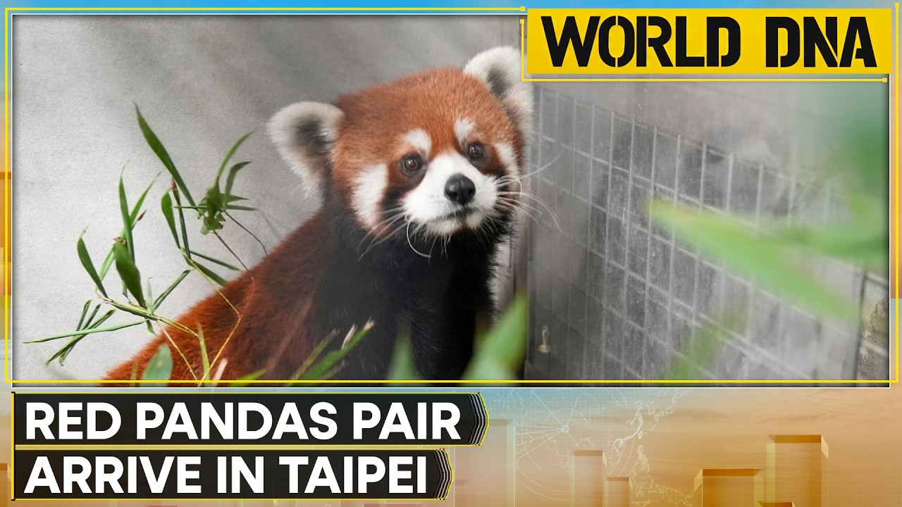 Taiwan Zoo Welcomes Pair of Red Pandas | World DNA News