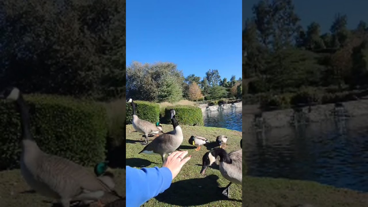 Highlight 38:36 - 43:36 from outdoor play with duck/em lại cà phê với vịt