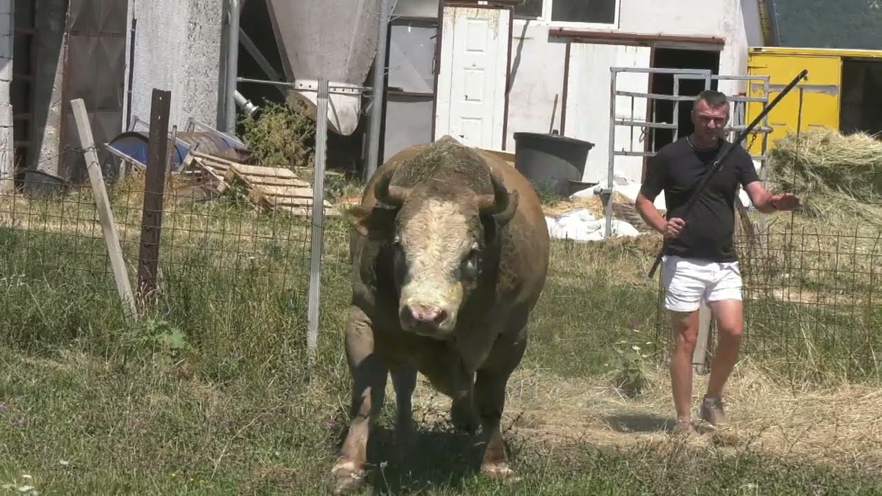 - PERAN ŠIŠOVIĆA, NEPORAŽEN IDE NA ŠAMPIONA GRMEČA PUTALJA, GORICA 2025